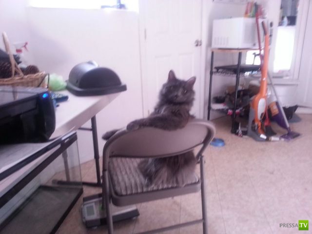 ����� � �������� ��������, ����� 63 (41 ����)