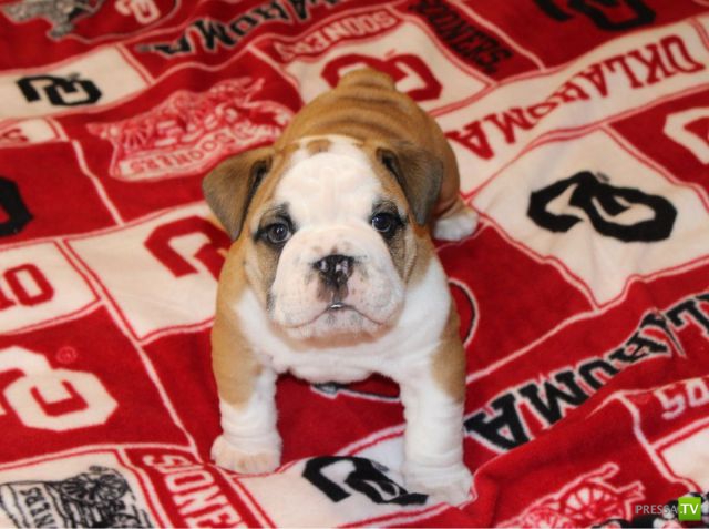 ����� � �������� ��������, ����� 63 (41 ����)