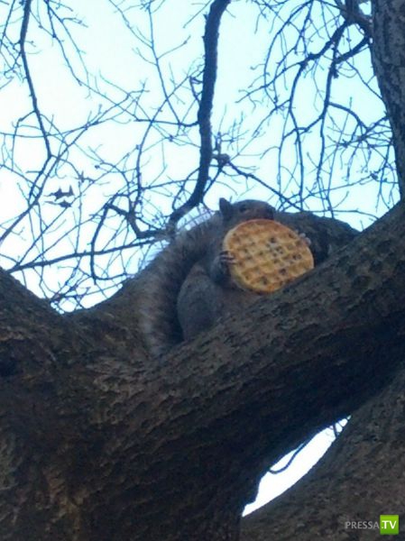 ����� � �������� ��������, ����� 63 (41 ����)