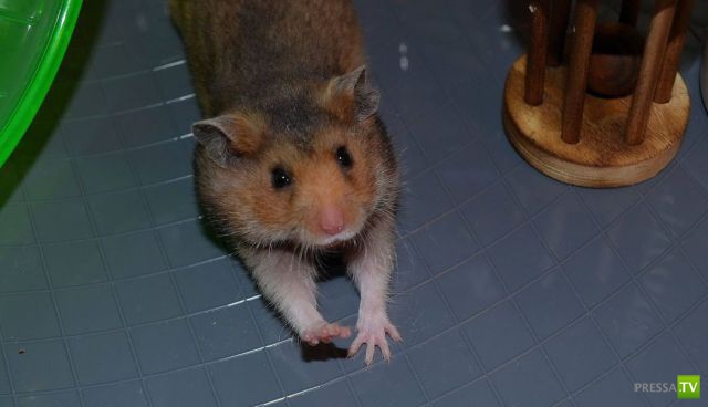 ����� � �������� ��������, ����� 63 (41 ����)