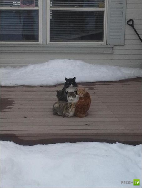 ����� � �������� ��������, ����� 63 (41 ����)