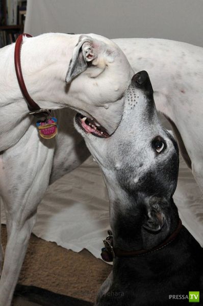 ����� � �������� ��������, ����� 63 (41 ����)