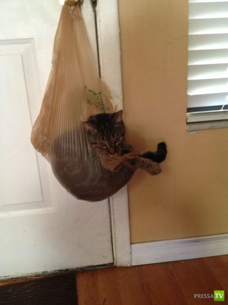 ����� � �������� ��������, ����� 63 (41 ����)