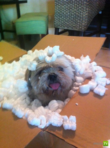 ����� � �������� ��������, ����� 63 (41 ����)