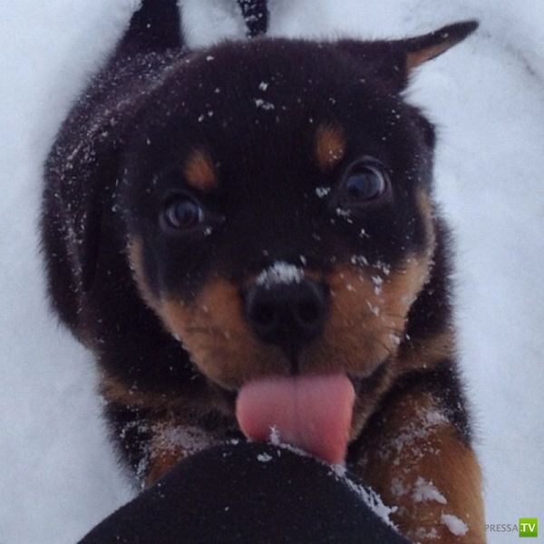 ����� � �������� ��������, ����� 63 (41 ����)