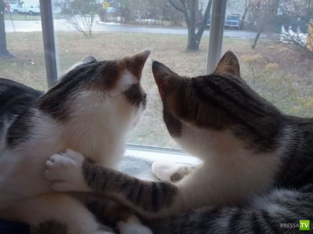 ����� � �������� ��������, ����� 63 (41 ����)