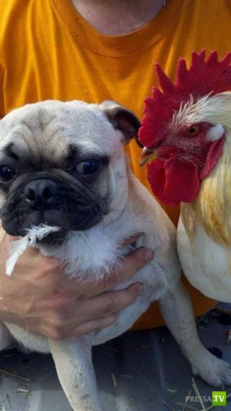 ����� � �������� ��������, ����� 63 (41 ����)