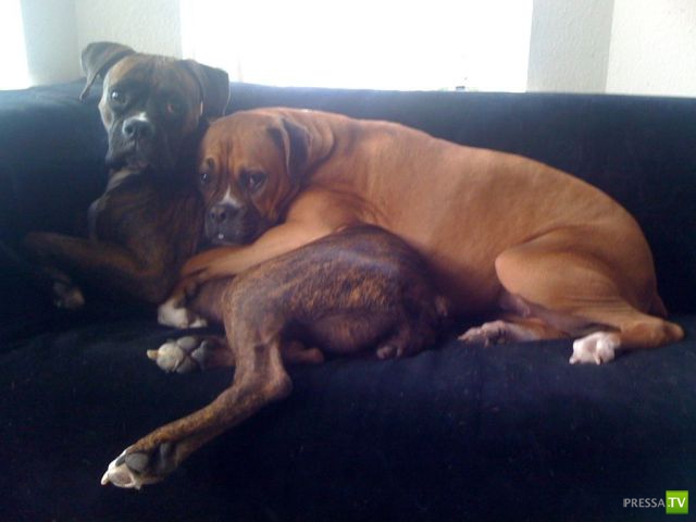 ����� � �������� ��������, ����� 63 (41 ����)