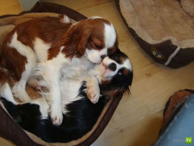 ����� � �������� ��������, ����� 63 (41 ����)