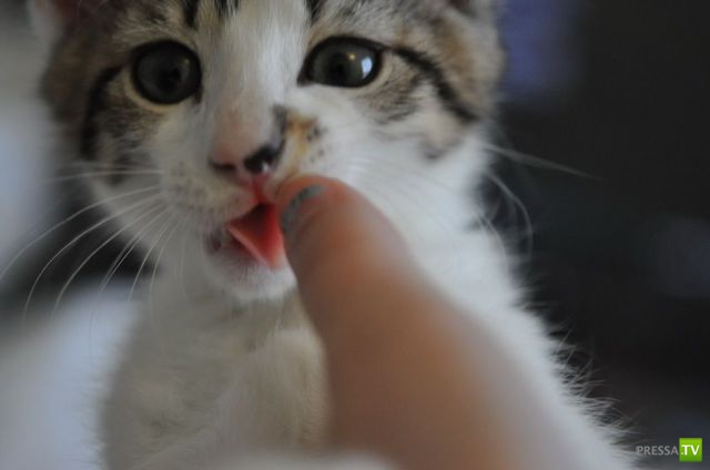 ����� � �������� ��������, ����� 63 (41 ����)