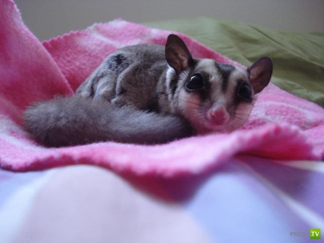 ����� � �������� ��������, ����� 63 (41 ����)