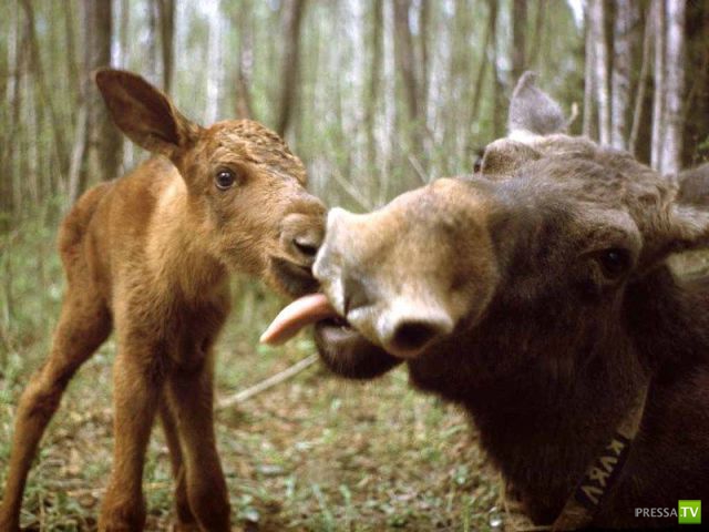 ����� � �������� ��������, ����� 63 (41 ����)