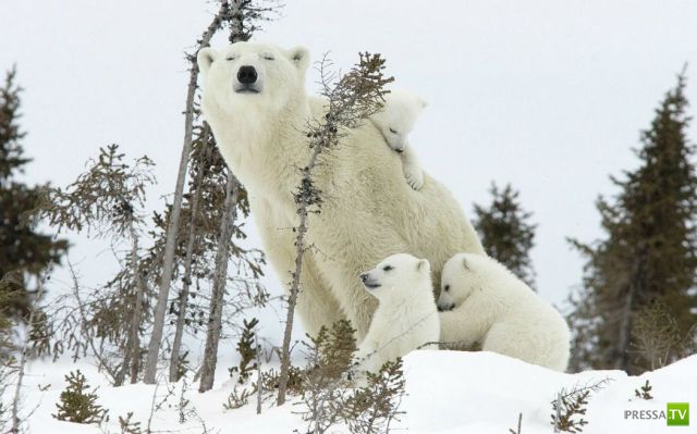 ����� � �������� ��������, ����� 63 (41 ����)