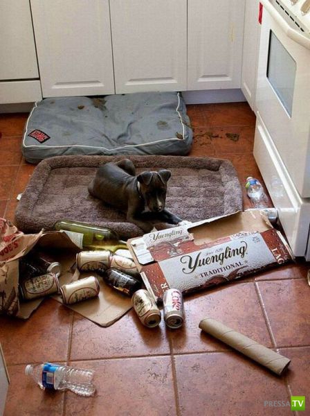 ����� � �������� ��������, ����� 63 (41 ����)