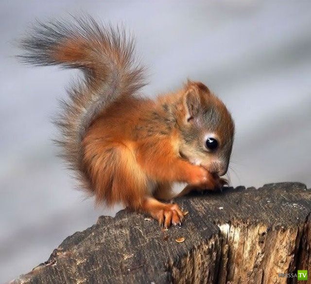 ����� � �������� ��������, ����� 63 (41 ����)