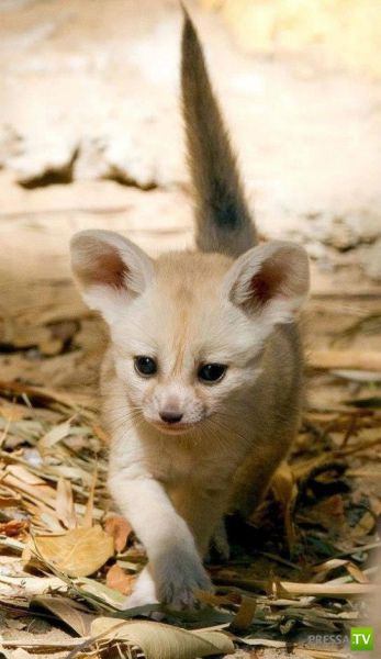 ����� � �������� ��������, ����� 63 (41 ����)