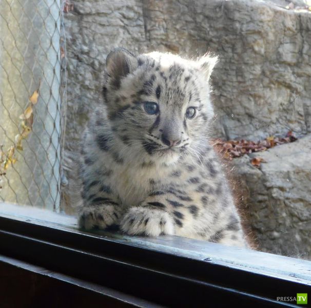 ����� � �������� ��������, ����� 63 (41 ����)