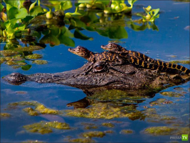 ����� � �������� ��������, ����� 63 (41 ����)