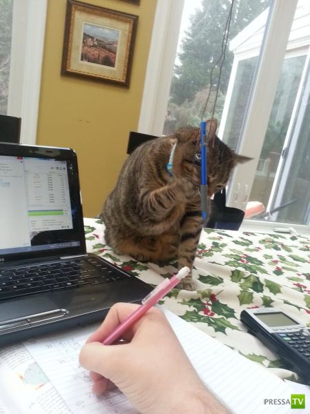 ����� � �������� ��������, ����� 63 (41 ����)