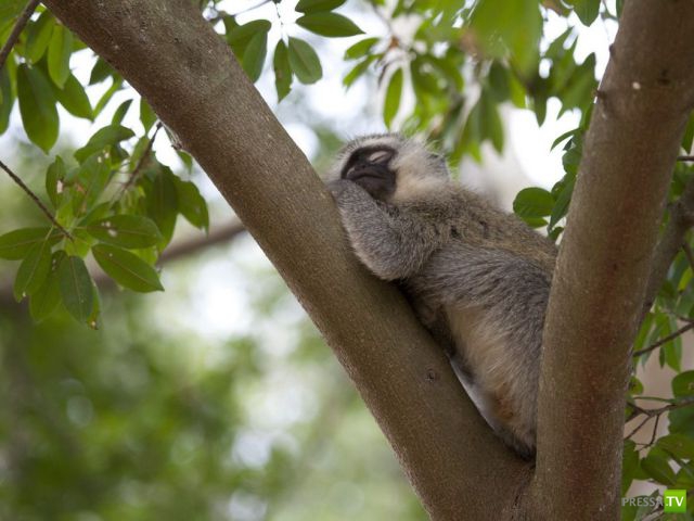 ����� � �������� ��������, ����� 63 (41 ����)