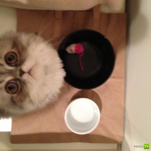 ����� � �������� ��������, ����� 63 (41 ����)