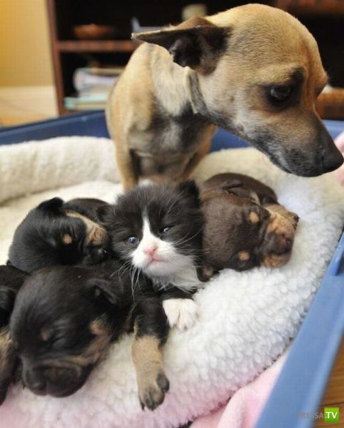 ����� � �������� ��������, ����� 63 (41 ����)