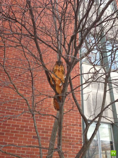 ����� � �������� ��������, ����� 63 (41 ����)