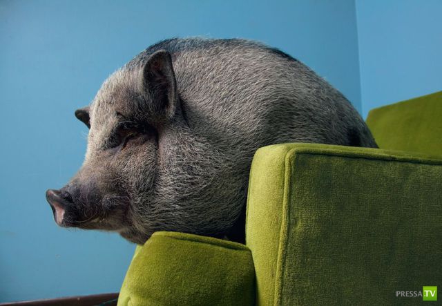 ����� � �������� ��������, ����� 63 (41 ����)