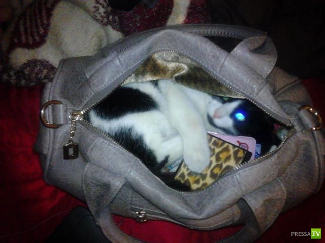 ����� � �������� ��������, ����� 63 (41 ����)