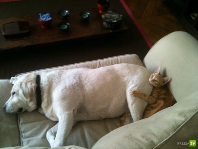 ����� � �������� ��������, ����� 63 (41 ����)