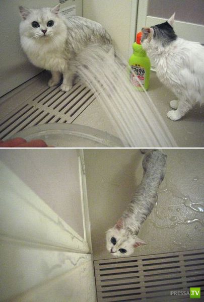 ����� � �������� ��������, ����� 64 (44 ����)