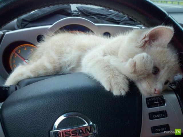 ����� � �������� ��������, ����� 64 (44 ����)