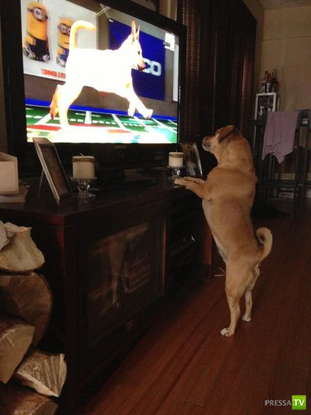 ����� � �������� ��������, ����� 64 (44 ����)