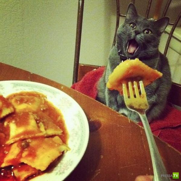 ����� � �������� ��������, ����� 64 (44 ����)