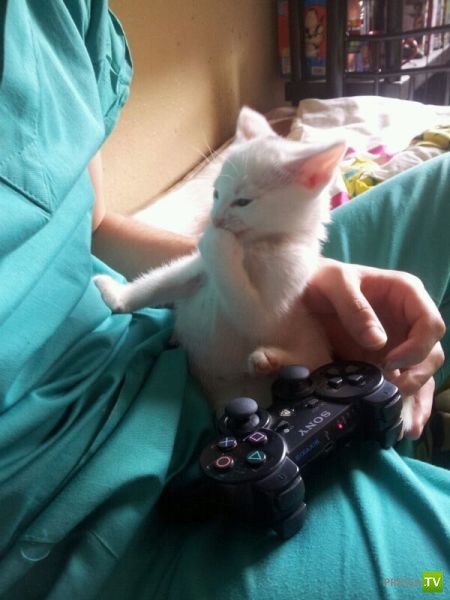 ����� � �������� ��������, ����� 64 (44 ����)