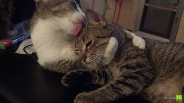 ����� � �������� ��������, ����� 64 (44 ����)