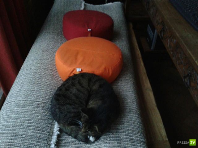 ����� � �������� ��������, ����� 64 (44 ����)