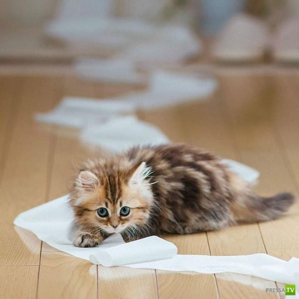 ����� � �������� ��������, ����� 64 (44 ����)