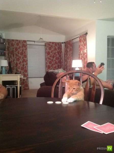 ����� � �������� ��������, ����� 64 (44 ����)