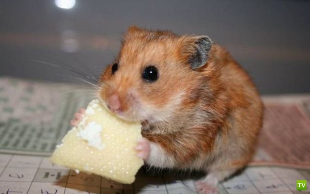 ����� � �������� ��������, ����� 64 (44 ����)