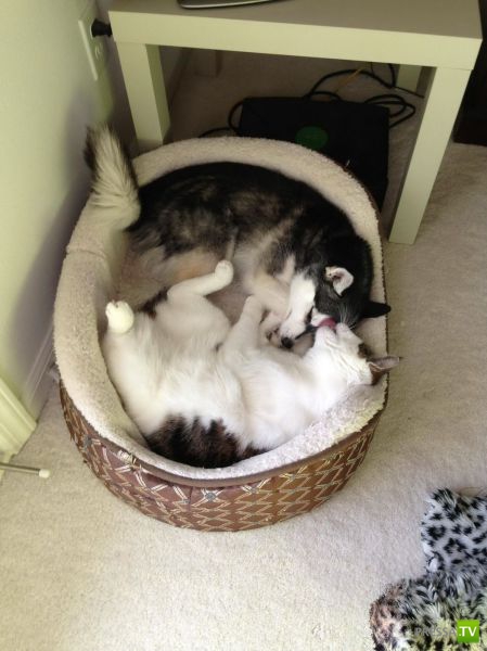 ����� � �������� ��������, ����� 64 (44 ����)