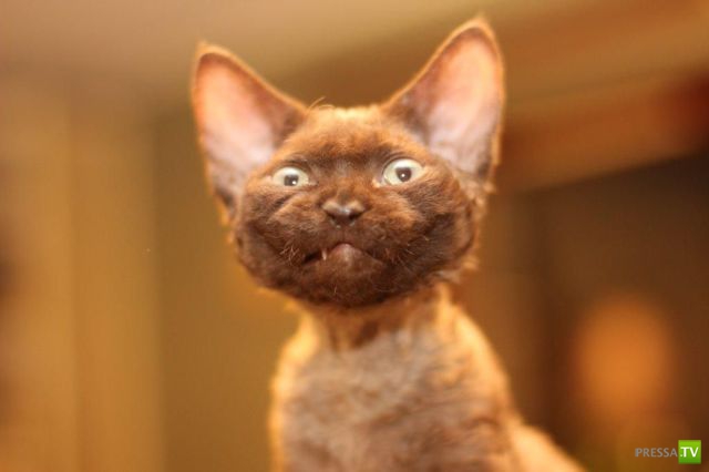 ����� � �������� ��������, ����� 64 (44 ����)