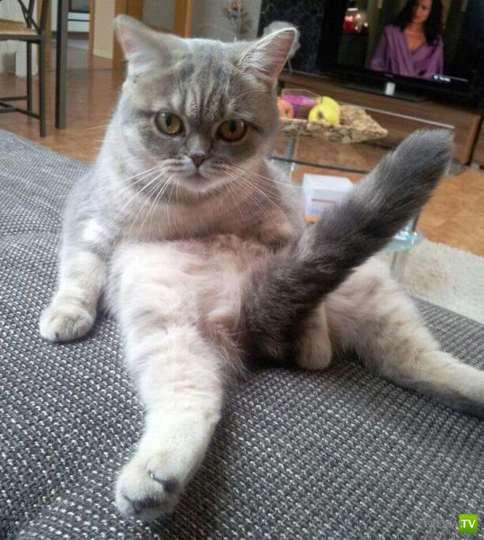 ����� � �������� ��������, ����� 64 (44 ����)