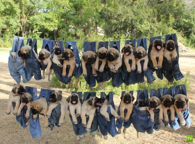 ����� � �������� ��������, ����� 64 (44 ����)