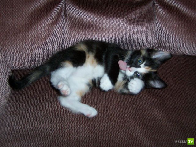 ����� � �������� ��������, ����� 64 (44 ����)