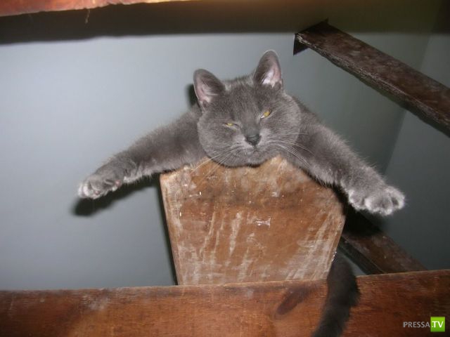 ����� � �������� ��������, ����� 64 (44 ����)