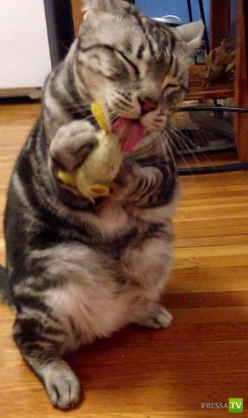 ����� � �������� ��������, ����� 64 (44 ����)