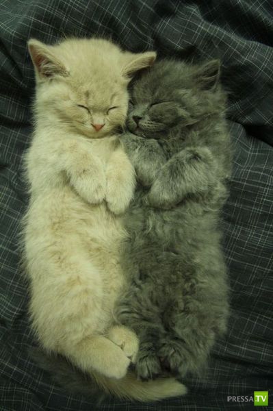 ����� � �������� ��������, ����� 64 (44 ����)