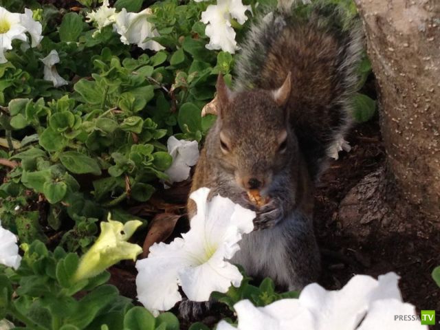 ����� � �������� ��������, ����� 64 (44 ����)