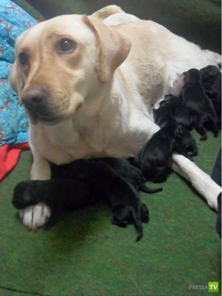 ����� � �������� ��������, ����� 64 (44 ����)